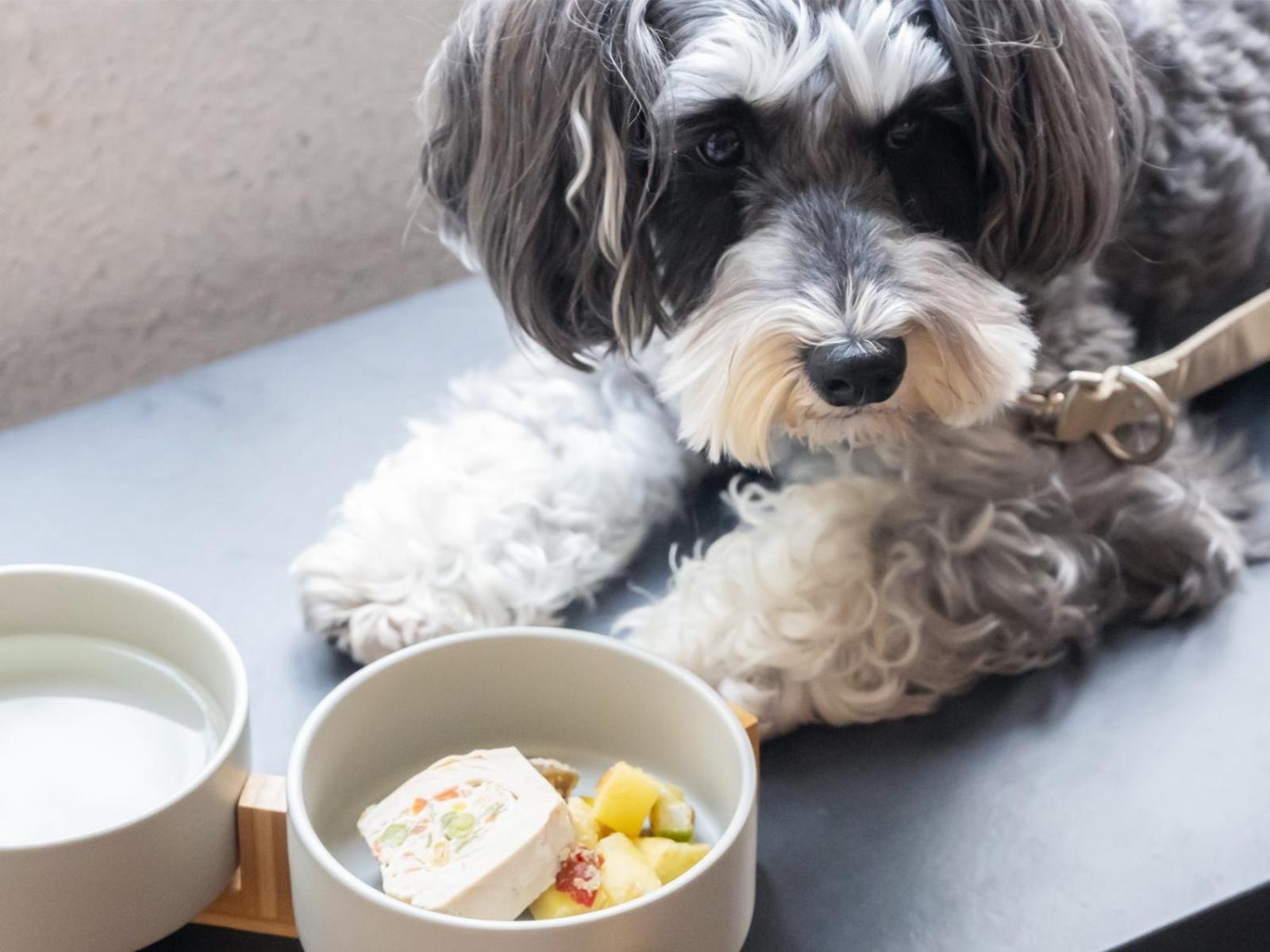 Hotel Anddoggy Kyoto Nijo 外观 照片