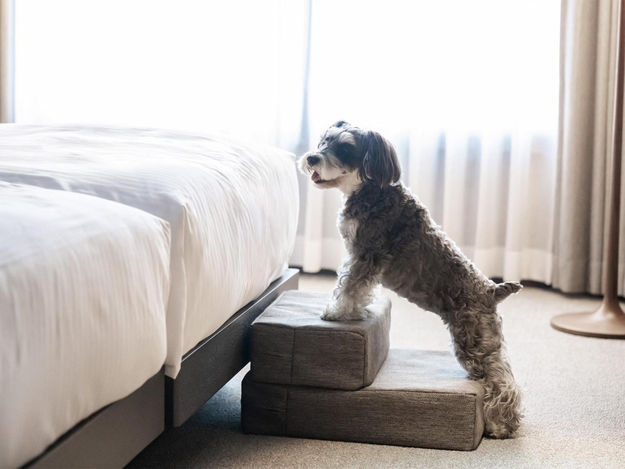 Hotel Anddoggy Kyoto Nijo 外观 照片